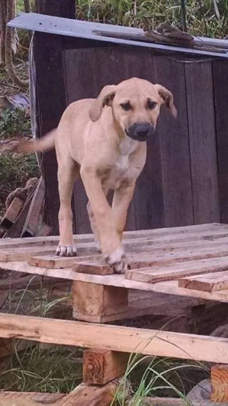 Cachorro ra a indefinida idade 2 a 6 meses nome sem nome