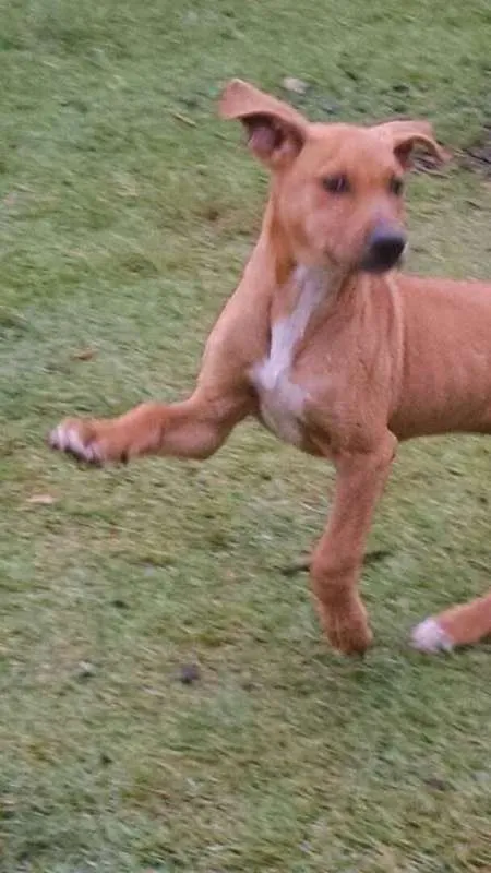Cachorro ra a  idade  nome sem nome