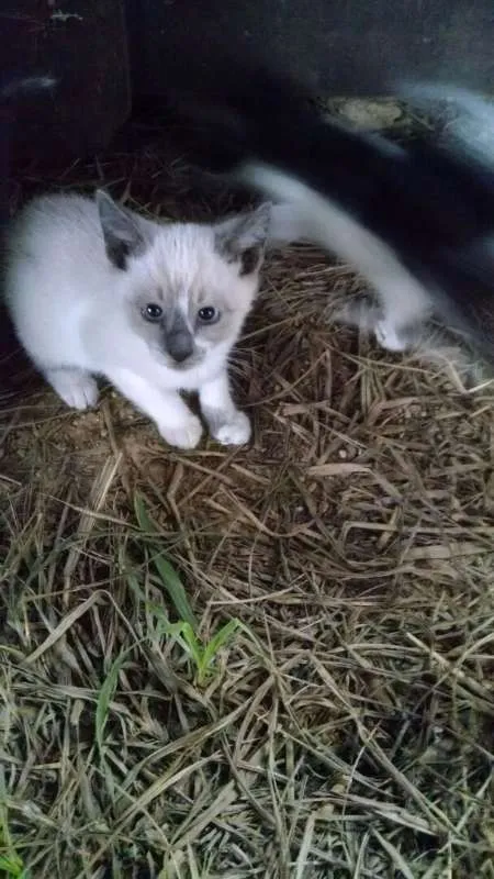Gato ra a  idade 2 a 6 meses nome sem nome