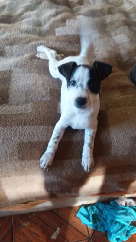 Cachorro ra a SRD idade 2 a 6 meses nome Filhotes