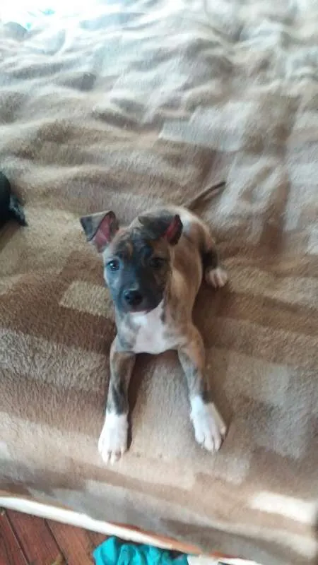 Cachorro ra a SRD idade 2 a 6 meses nome Filhotes