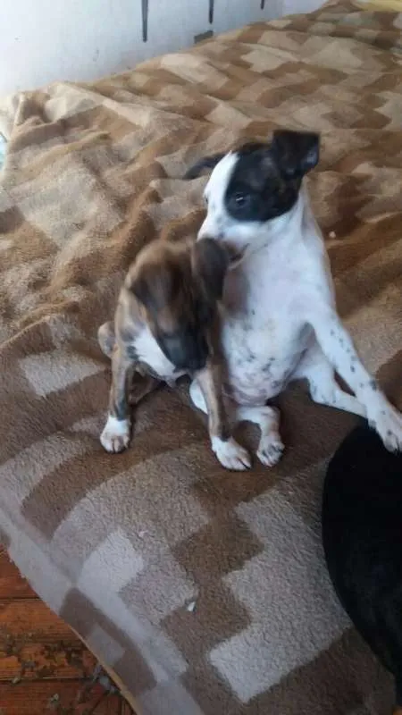 Cachorro ra a SRD idade 2 a 6 meses nome Filhotes