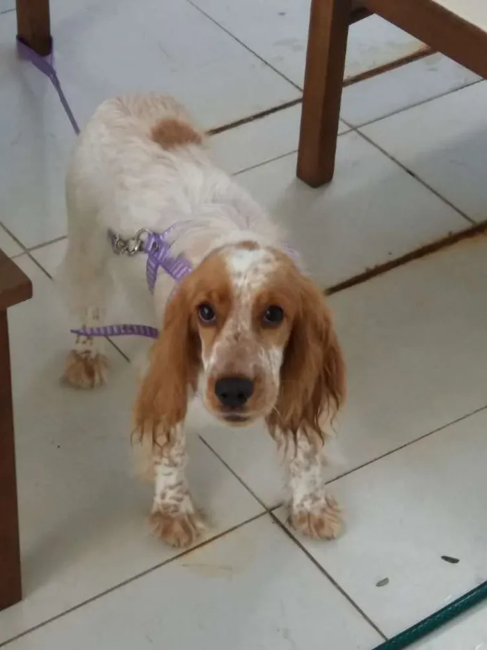 Cachorro ra a Cocker idade 2 a 6 meses nome CHARLOTTE