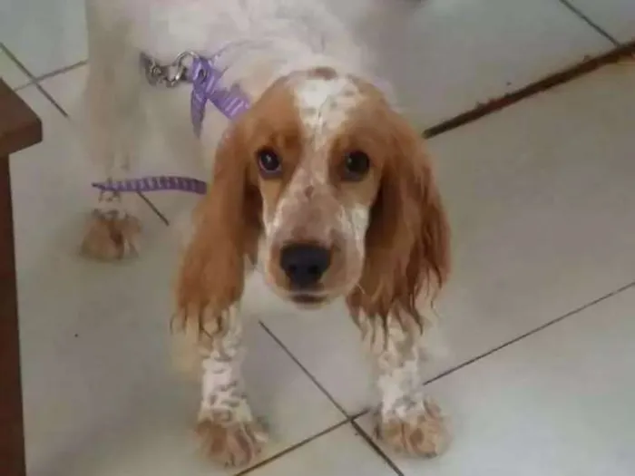 Cachorro ra a Cocker idade 2 a 6 meses nome CHARLOTTE