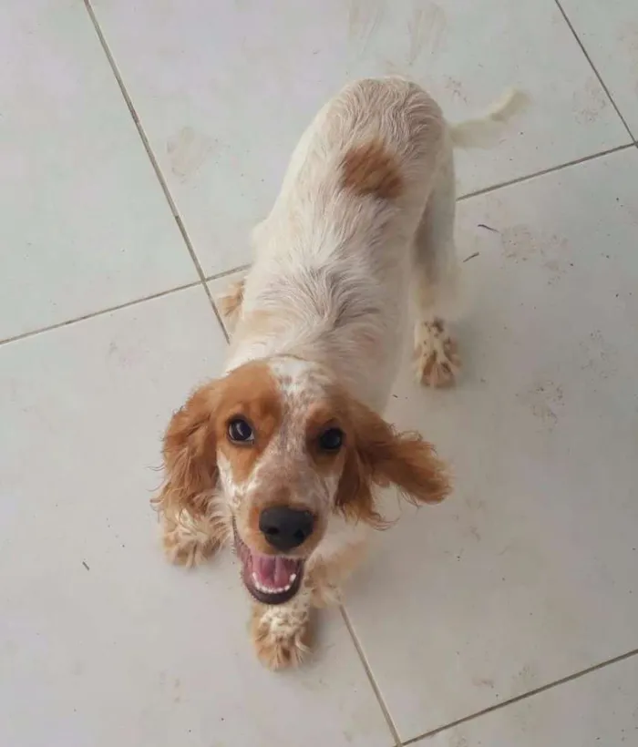 Cachorro ra a Cocker idade 2 a 6 meses nome CHARLOTTE