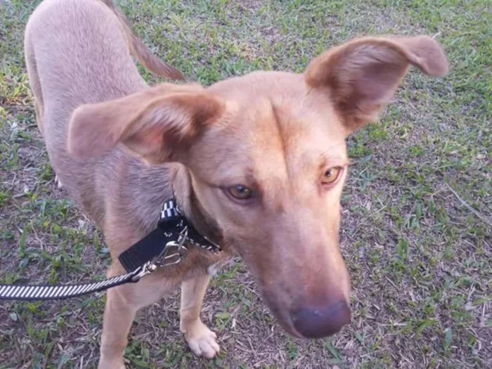 Cachorro ra a SRD idade 7 a 11 meses nome Betha