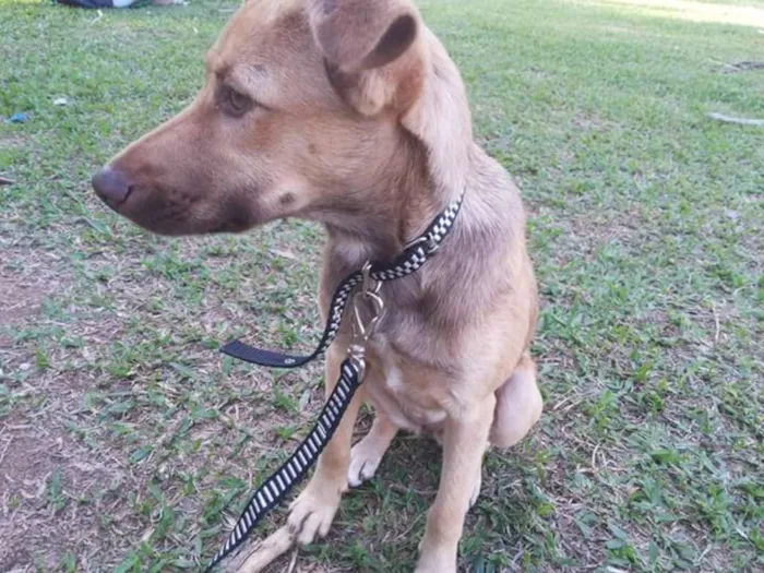 Cachorro ra a SRD idade 7 a 11 meses nome Betha