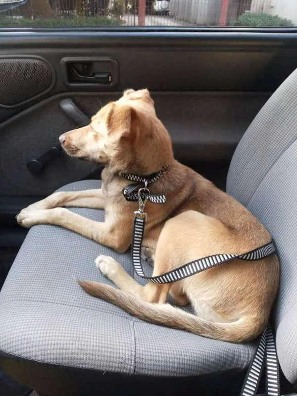 Cachorro ra a SRD idade 7 a 11 meses nome Betha