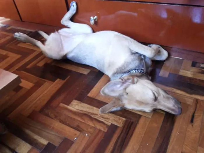 Cachorro ra a SRD idade 7 a 11 meses nome Betha