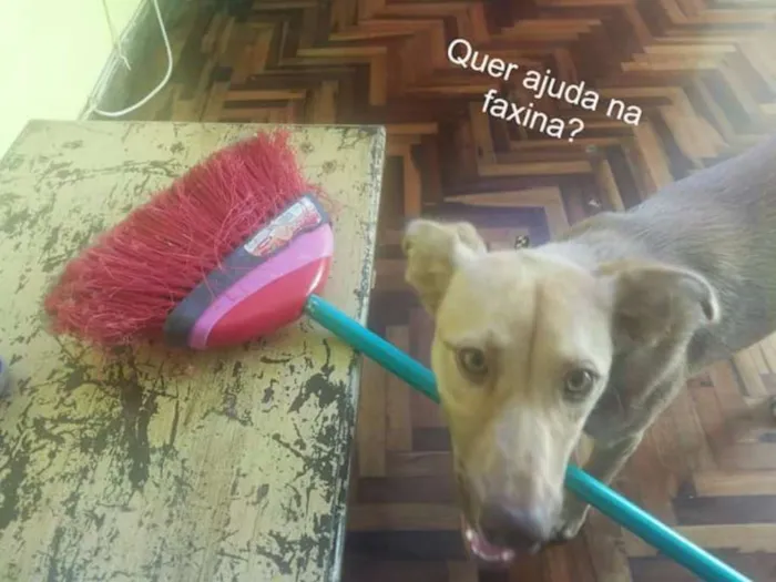 Cachorro ra a SRD idade 7 a 11 meses nome Betha