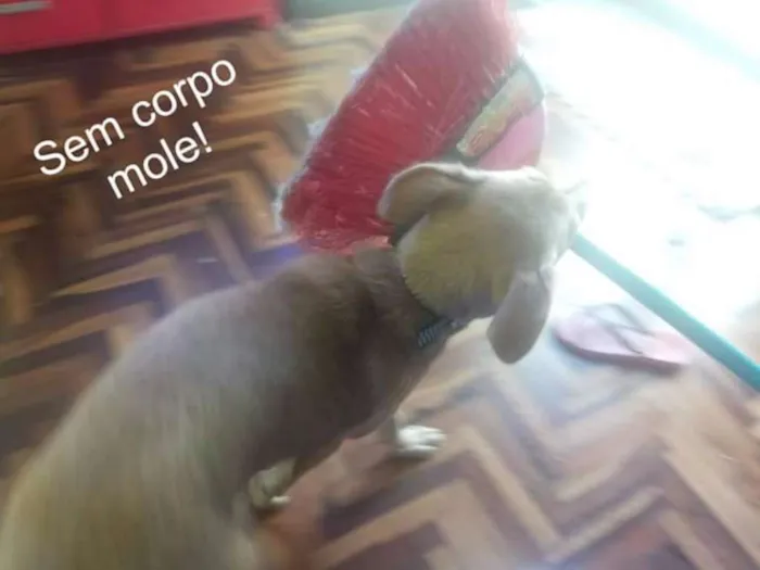 Cachorro ra a SRD idade 7 a 11 meses nome Betha