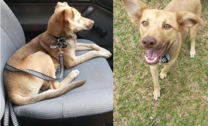 Cachorro ra a SRD idade 7 a 11 meses nome Betha