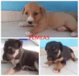 Filhotes de Cão