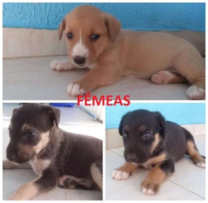 Cachorro ra a SRD idade Abaixo de 2 meses nome Filhotes de Cão