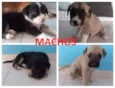 Filhotes de Cão