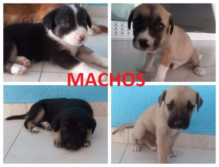 Cachorro ra a SRD idade Abaixo de 2 meses nome Filhotes de Cão