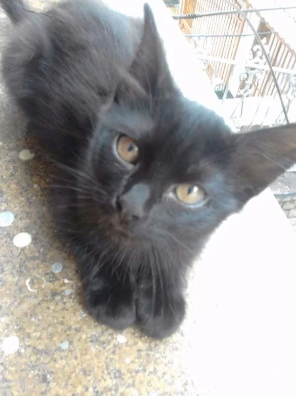 Gato ra a  idade 2 a 6 meses nome sem nome