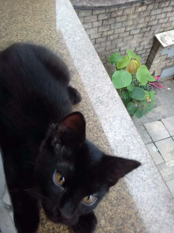 Gato ra a  idade 2 a 6 meses nome sem nome
