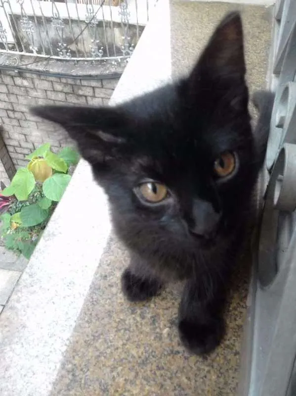 Gato ra a  idade 2 a 6 meses nome sem nome