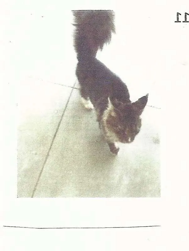 Gato ra a  idade 7 a 11 meses nome encontrado