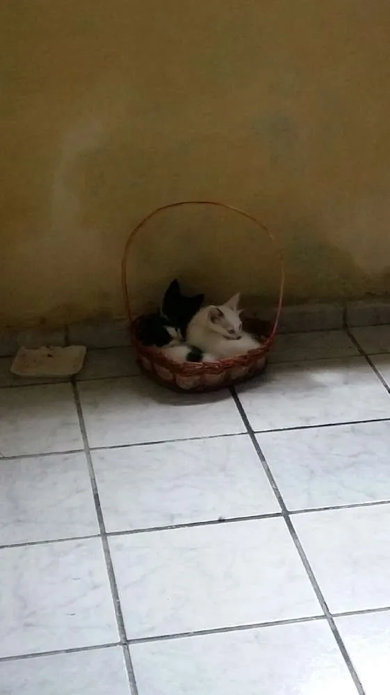 Gato ra a SRD idade 2 a 6 meses nome Neguinho,míngua e Ceara