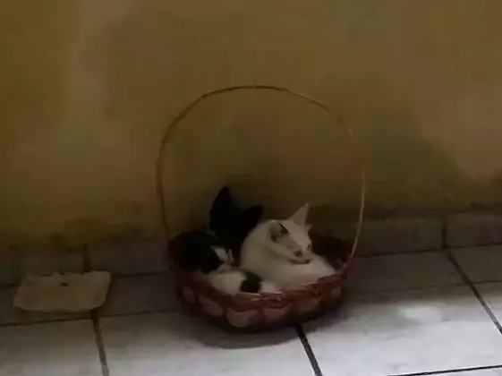 Gato ra a SRD idade 2 a 6 meses nome Neguinho,míngua e Ceara