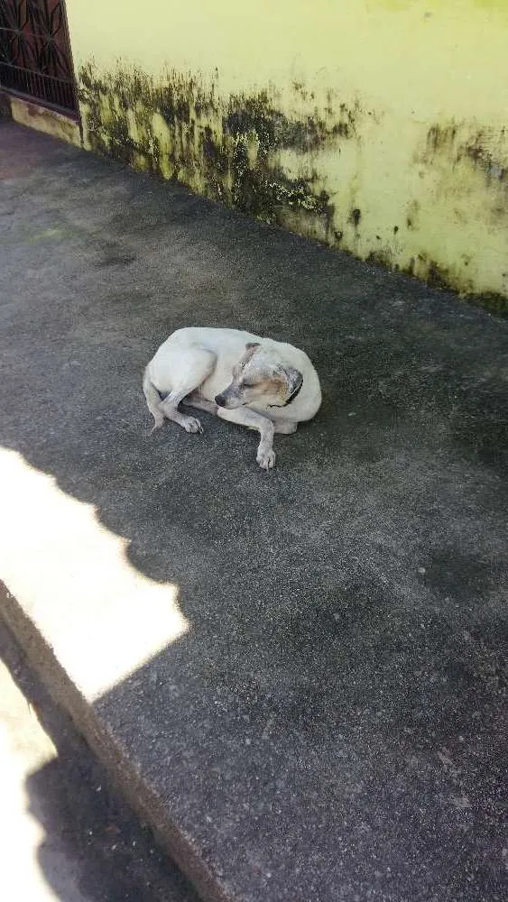 Cachorro ra a SRD idade 5 anos nome Petrukio 