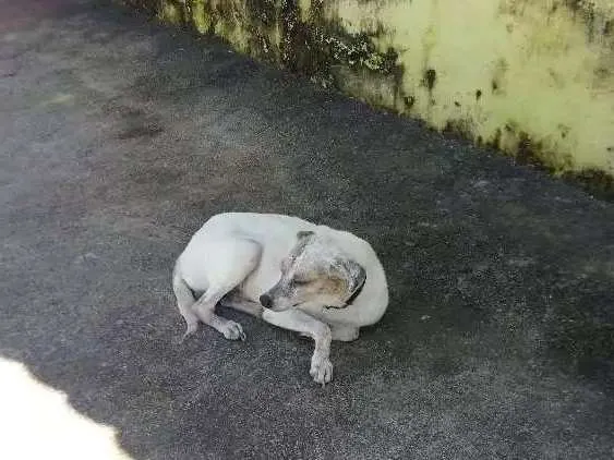 Cachorro ra a SRD idade 5 anos nome Petrukio 