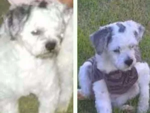 Cachorro raça Lhasa apso idade 4 anos nome John