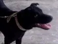 NEGÃO