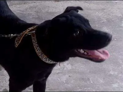 Cachorro ra a SRD idade 7 a 11 meses nome NEGÃO