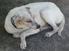 Cachorro ra a SRD idade 5 anos nome Petrukio 