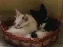 Gato raça SRD idade 2 a 6 meses nome Neguinho,míngua e Ceara