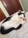 Ágata 