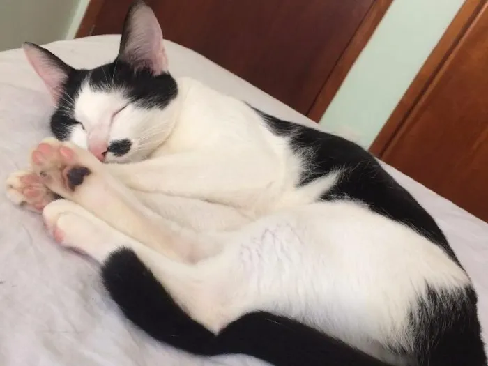 Gato ra a  idade 1 ano nome Ágata 