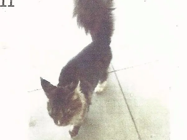 Gato ra a  idade 7 a 11 meses nome encontrado