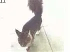 Gato raça  idade 7 a 11 meses nome encontrado