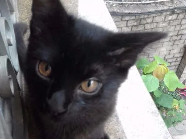 Gato ra a  idade 2 a 6 meses nome sem nome