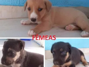 Cachorro raça SRD idade Abaixo de 2 meses nome Filhotes de Cão