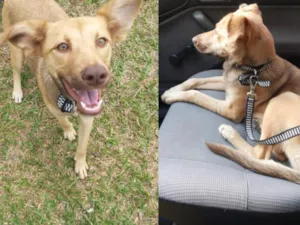 Cachorro raça SRD idade 7 a 11 meses nome Betha