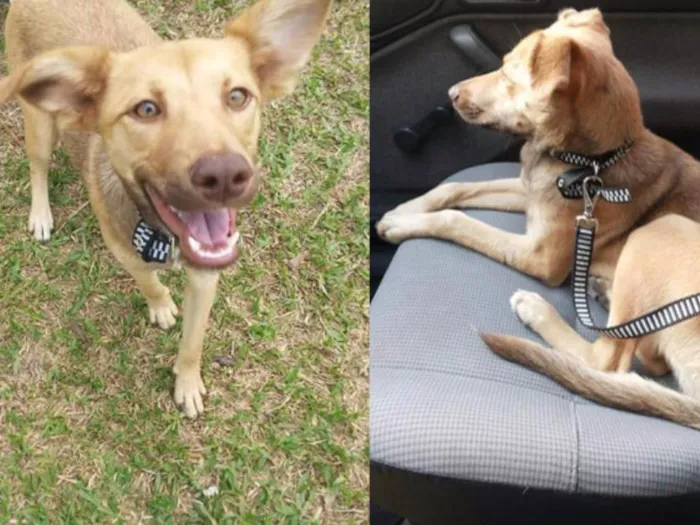 Cachorro ra a SRD idade 7 a 11 meses nome Betha