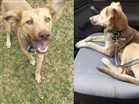Cachorro raça SRD idade 7 a 11 meses nome Betha