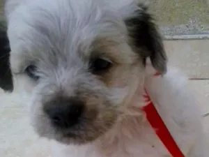 Cachorro raça SRD idade 2 a 6 meses nome Elsa Ruble Floco Cho