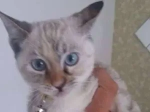Gato raça Siamesa  idade 2 a 6 meses nome Lana