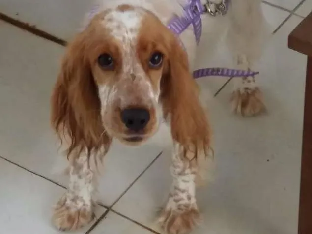 Cachorro ra a Cocker idade 2 a 6 meses nome CHARLOTTE