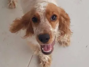 Cachorro raça Cocker idade 2 a 6 meses nome CHARLOTTE