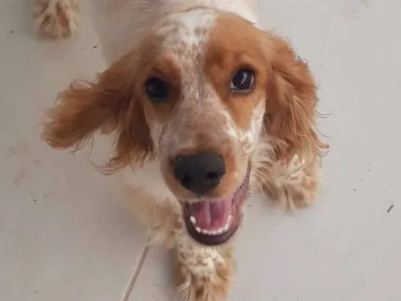Cachorro ra a Cocker idade 2 a 6 meses nome CHARLOTTE