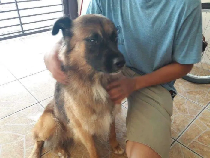 Cachorro ra a Srd idade 2 anos nome Zurgo