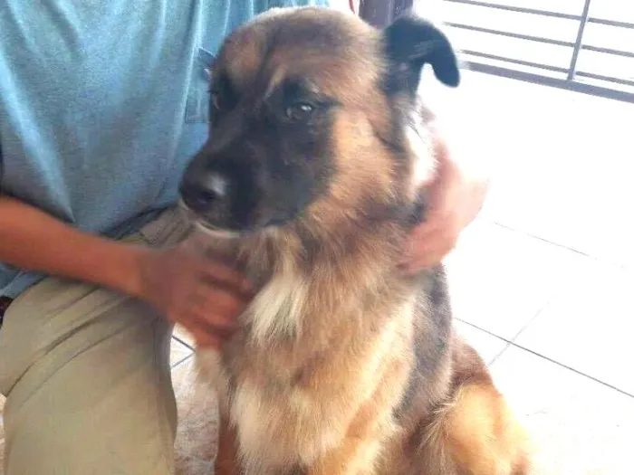 Cachorro ra a Srd idade 2 anos nome Zurgo