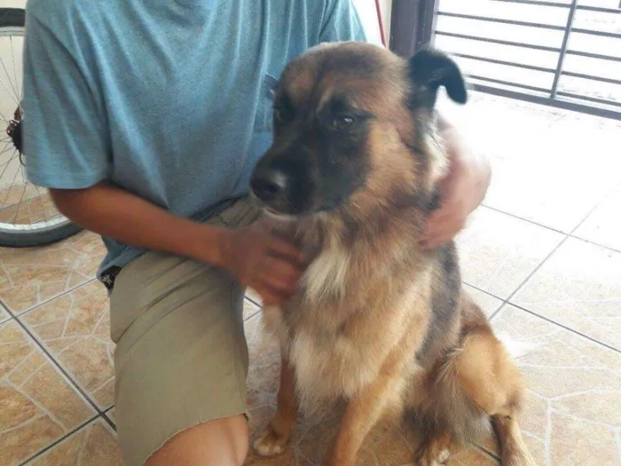 Cachorro ra a Srd idade 2 anos nome Zurgo